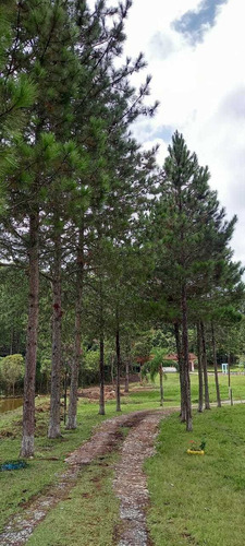 Imagem 10 de 14 de Lindo Sitio Em Mogi Das Cruzes!!!
