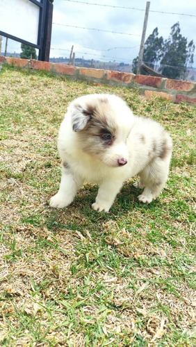 Border Collie ...excelente Precio Con Registro 