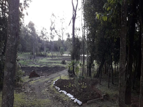 Chácara 10.000 M² - Pega Fogo - Taquara - Rs - 2070 - 33675674