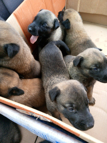 Cachorros Pastor Belga Malinois