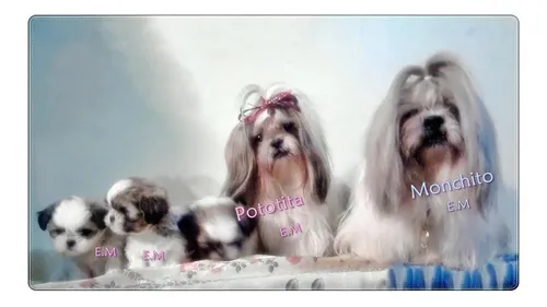 comprar Shitzu Mini Divinos Shih Tzu Shihtzu 350 Excelente Genètica 