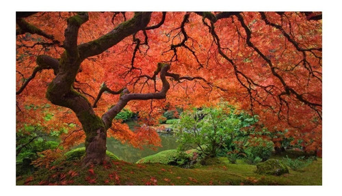 Acer Palmatum Japonês - Sementes Para Mudas Ou Bonsai Bôrdo