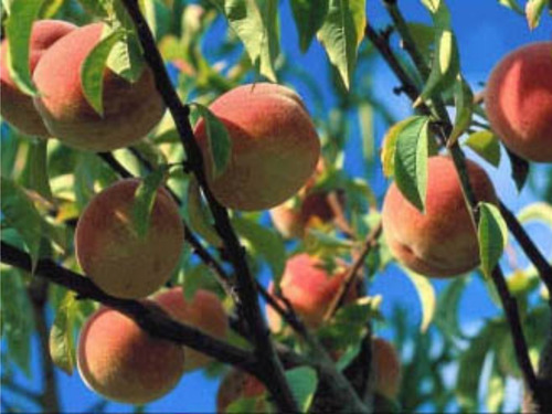 Imagen 5 de 10 de Arbol De Durazno Red Haven Injertado - E.gratis Caba.gba
