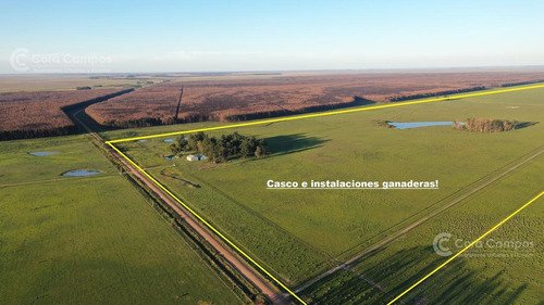 Imagen 1 de 14 de Se Vende Campo Foresto-ganadero  De 1123 Ha En Paraje Galarza. Iberá. Corrientes