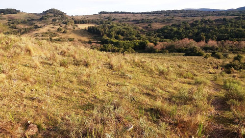 Imagen 30 de 30 de Campo 142 Hectareas Ganadero Forestal Lavalleja