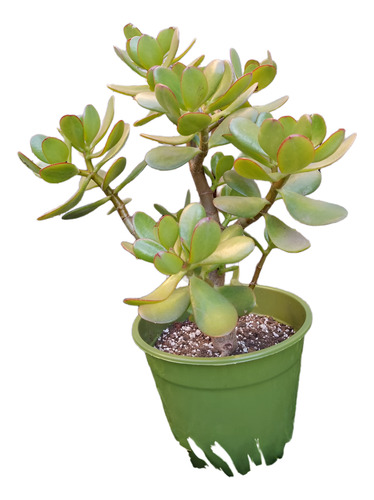 Arbol De Jade - De La Abundancia - Crassula Ovata - Mac 17