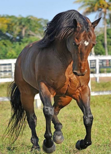 Equinos Pra Ganho De Massa Muscular 1kg Com Creatina