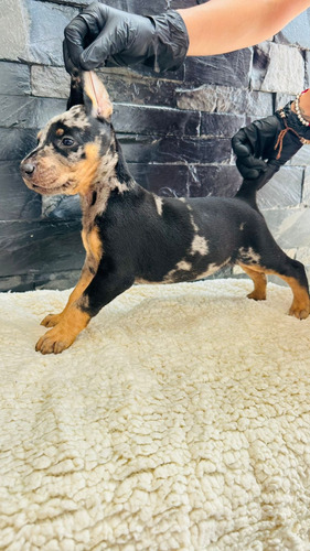 Doberman Exótico Macho Merle Con Pedigree 2 Meses Black Merle