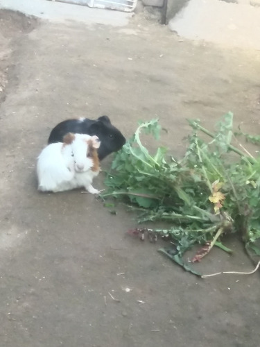 Imagen 1 de 4 de Cobaya, Cui, CuicesIdeal Para Mascota