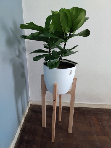 Ficus Pandurata Lyrata + Maceta + Pie Nórdico