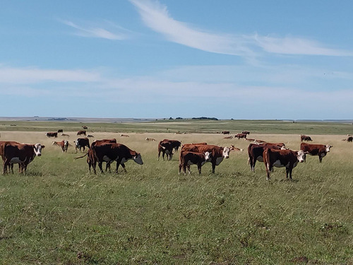 Excelente Estancia Ganadera 2881 Hectareas