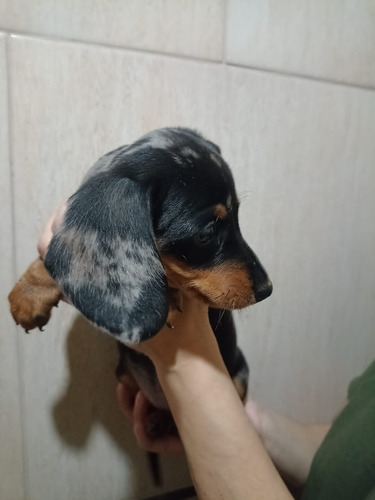 Cachorros Arlequín Plata Hembrita Perro Dachshund Salchicha Arlequin Plata