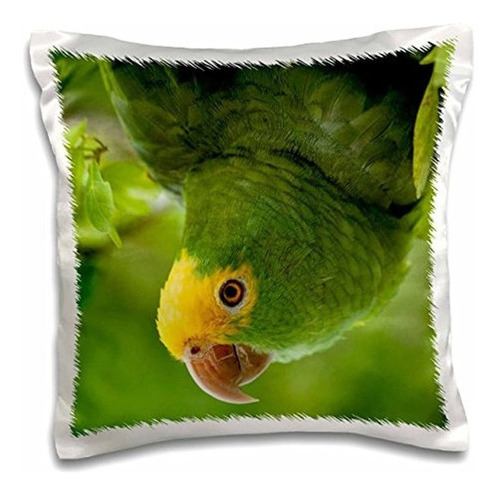 Danita Delimont  Pajaros Tropicales  Loro Amazonico Amazon