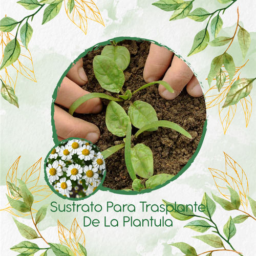 Sustrato Para Trasplante De Manzanilla
