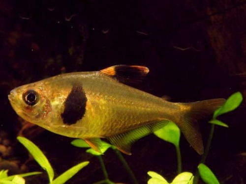 Peixe Tetra Grão De Café (takasei) 2 A 3 Cm Pct Com 3