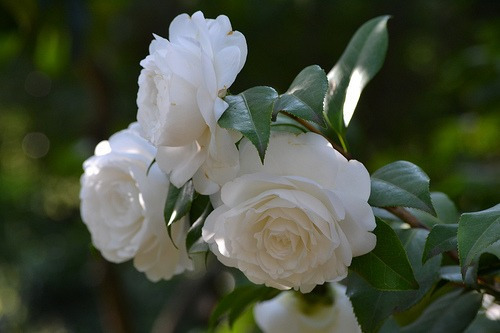 Camelias Blancas ,rosadas1m.