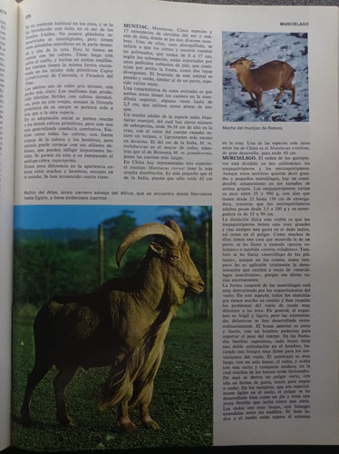 Enciclopedia De Los Animales - Ediciones Nauta (Usado)
