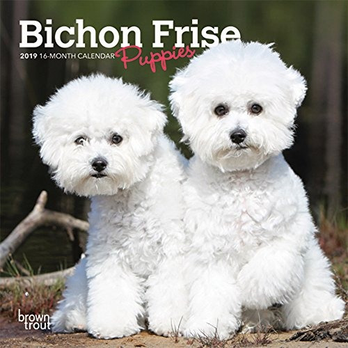 Bichon Frise Puppies 2019 7 X 7 Pulgadas Mensual Mini Calend