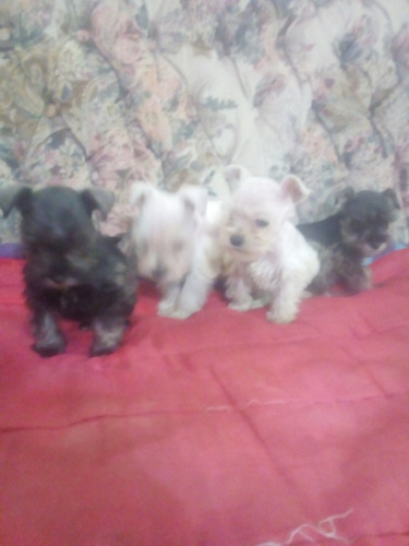 Schnauzer Realmente Minis