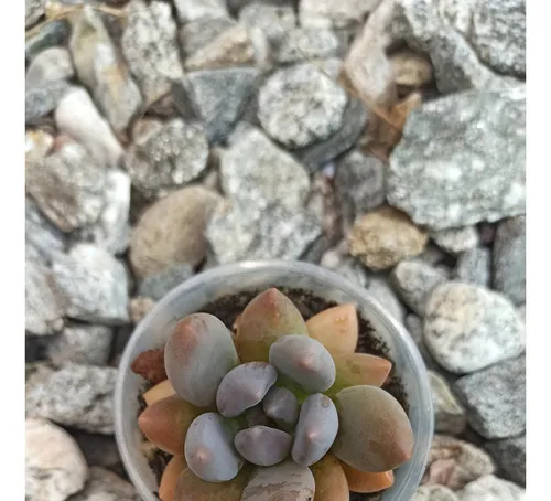 S. Blue Mist Suculenta