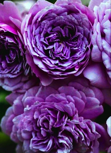 100 Semillas De Rosas Púrpura Oriental Perfumada Más Envío 
