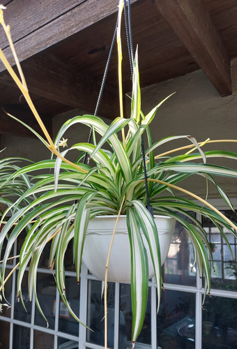Lazo De Amor Planta Colgante Con Hijuelos