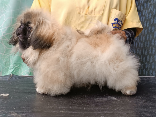 Pekinés Criadero Ansoldecotopaxi 