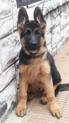 Cachorros Ovejero Alemán Pelo Corto Pelo Largo Poa