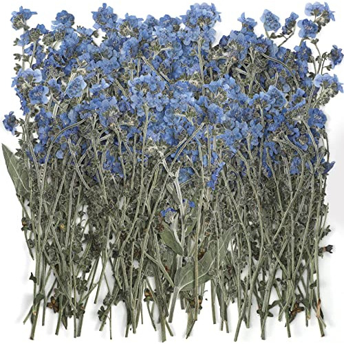 50 Piezas De Flores Secas Prensadas  Forget Me Not  Nat...