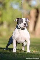 Comprar Cachorra Staffordshire Bull Terrier 