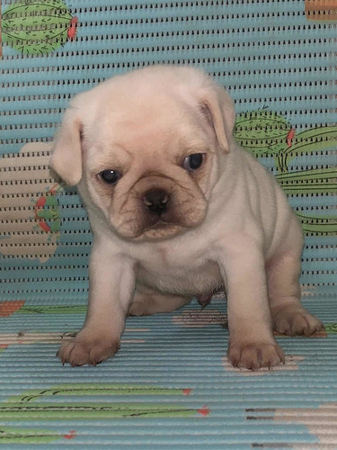 Imagem 3 de 4 de Pugs Branco