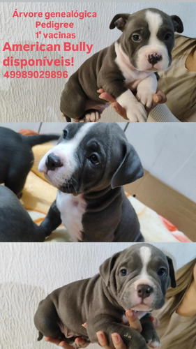 American Bully Filhotes Disponível 5 Macho