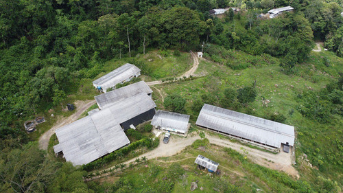 Imagen 4 de 28 de En Venta Granja Porcicola En Las Mesas Via Seboruco