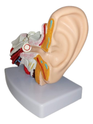 Maqueta Anatómica Del Oído
