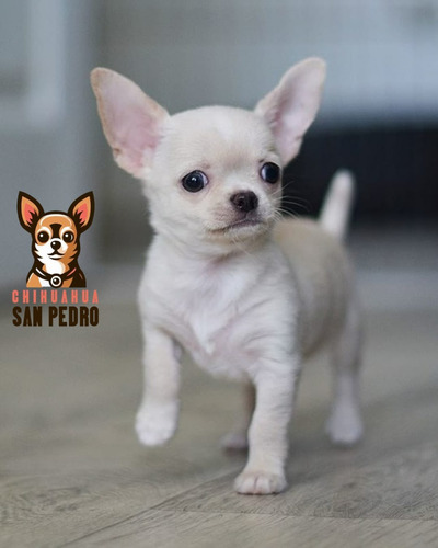 Chihuahua 48 Marrón