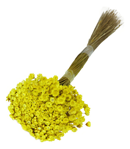 600 Sempre Viva Florzinha Amarelo I Flores Desidratadas