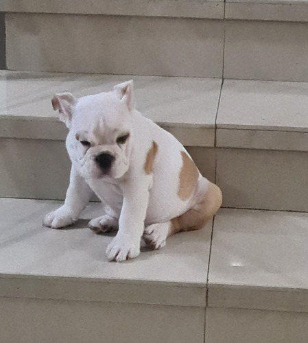 Imagen 5 de 9 de Cachorros De Bulldog Inglés