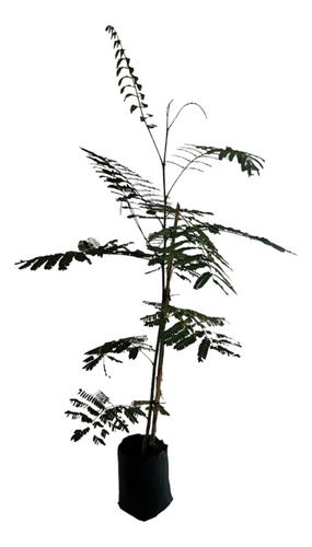 Árbol Tabachin Framboyán 1m + Fertilizante + Asesoría