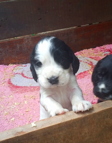 Cachorros Cocker, Ideal Para Navidad!