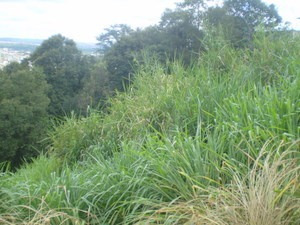 Excelente Lote - Ouro Preto - 336