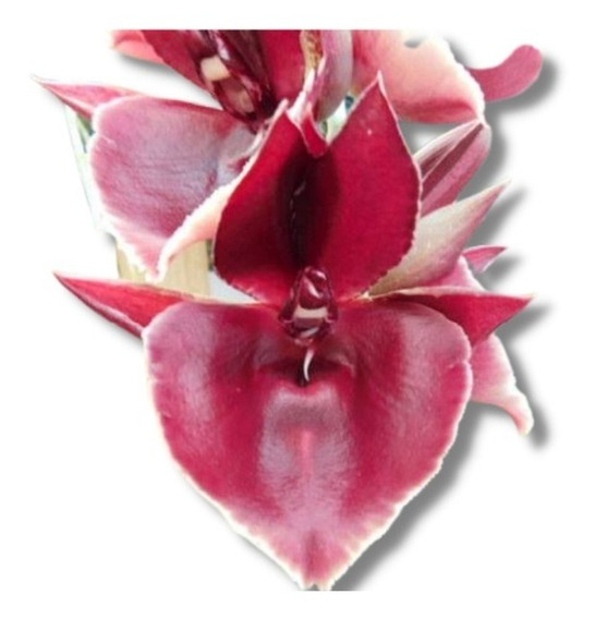 Orquidea Vermelha | MercadoLivre 📦