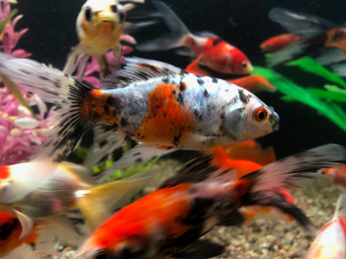 Imagen 4 de 10 de Shubunkin Peces Agua Fría Acuarios Fuentes Estanques