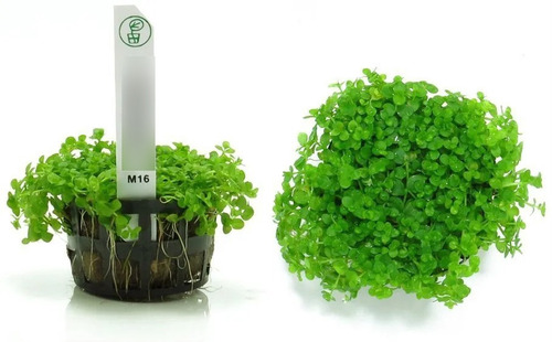 Planta Micranthemum Sp. (monte Carlo) Chácara Takeyoshi