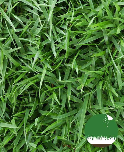 Imagen 3 de 6 de Semillas Césped Bermuda Ideal Verano - Canchas Jardines 25kg