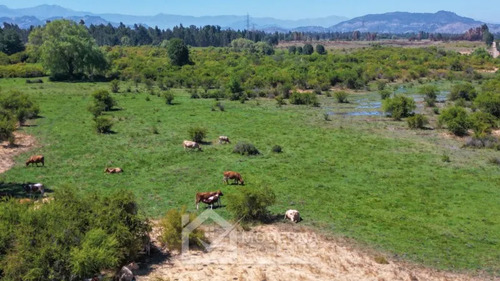 Agrícola En Arriendo A Largo Plazo En Pelarco