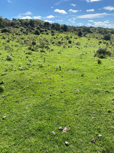 Exclusivo Campo Criador 535hás, Coneat 80. Buen Acceso.
