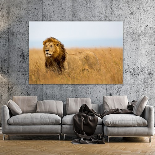 Cuadro Decorativo Animales Canvas Leon Poderoso Felino