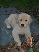 Comprar Cachorros Dorados Criadero Golden Retriever Argentina
