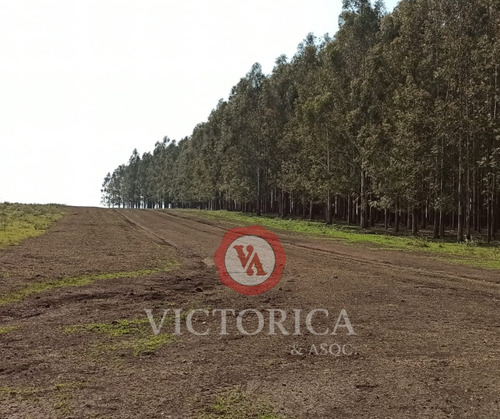 Excelente Oportunidad En PaysandĂș, 3321 Has, Campo Ganadero,