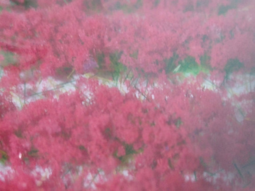 Imagen 4 de 6 de Nico Blister Matas En Tiras Canteros Rojo Verde H0 (edh 177)